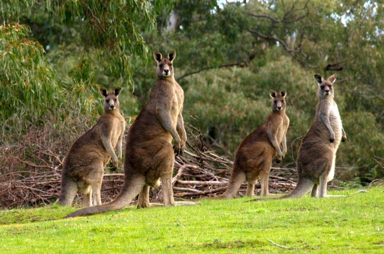 Healthy kangaroos at Griffins Hill Retreat